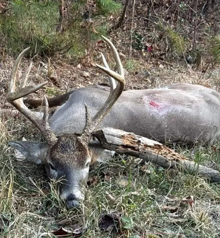 a nc giant & a new blind