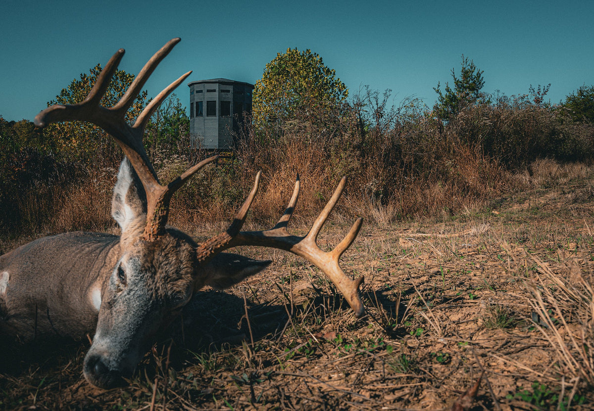A harvested whitetail buck in the foreground with a 360 Pro XL hunting blind on a tower stand in the background under a blue sky